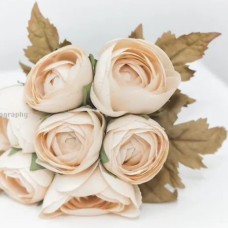 Maçã De Eva Viana do Castelo