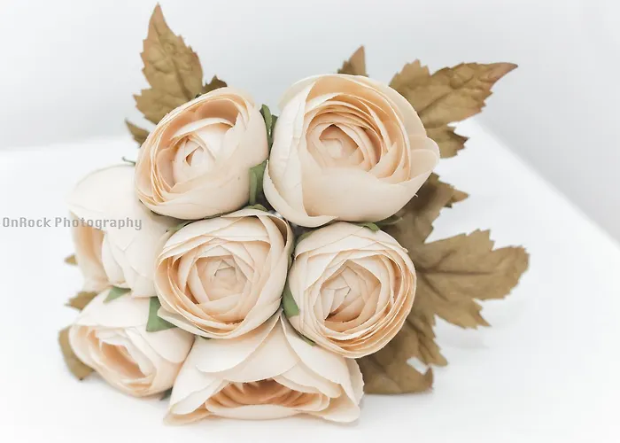 Maca De Eva 비아나도카스텔로